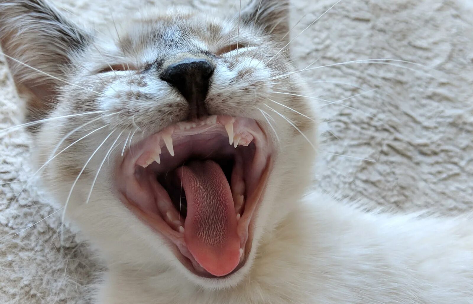 Зубы котика