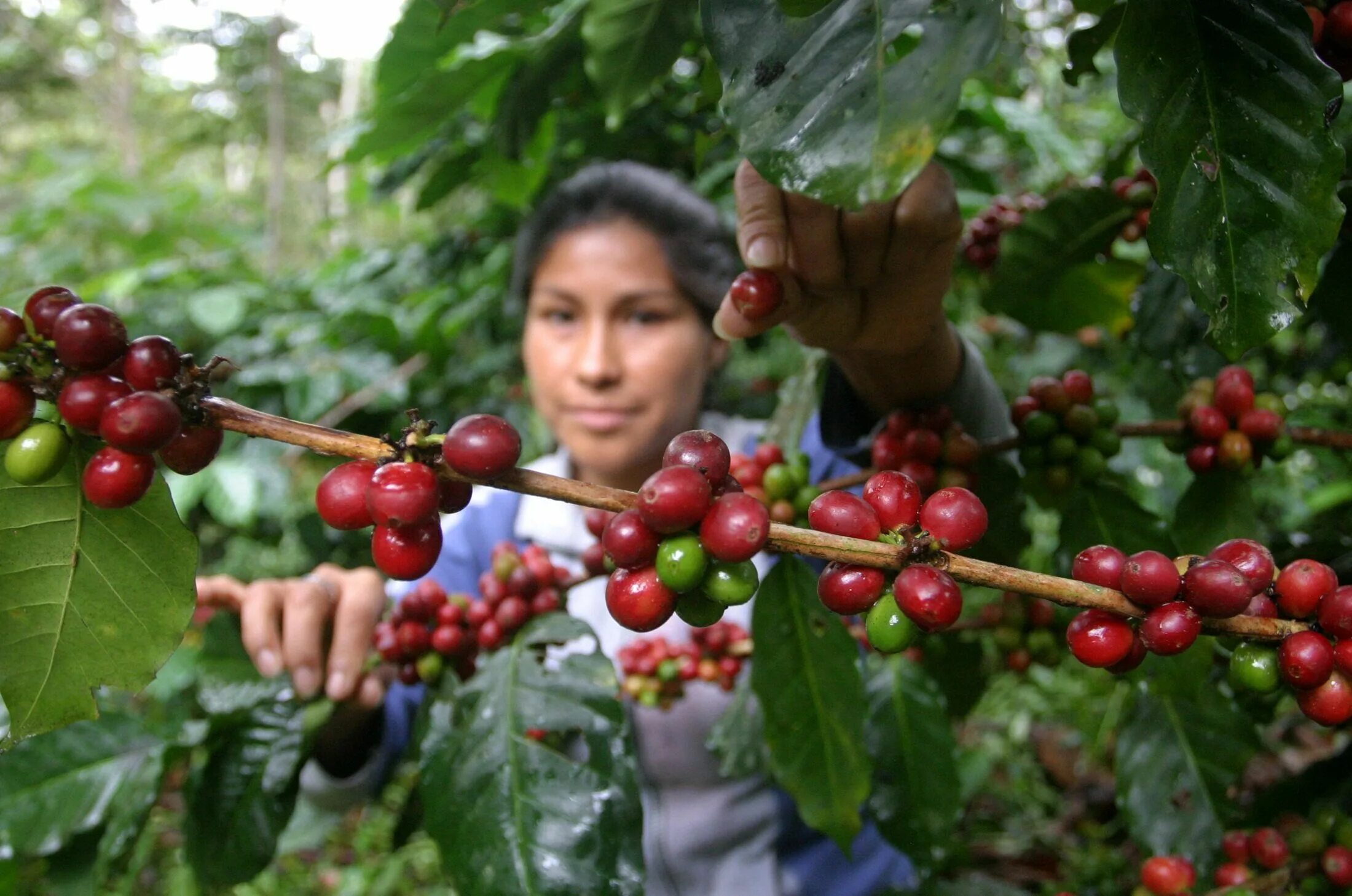 Культура и где растет. Мексика плантации кофе. Coffea Arabica дерево. Кофейное дерево Робуста. Plantation Peru кофе.