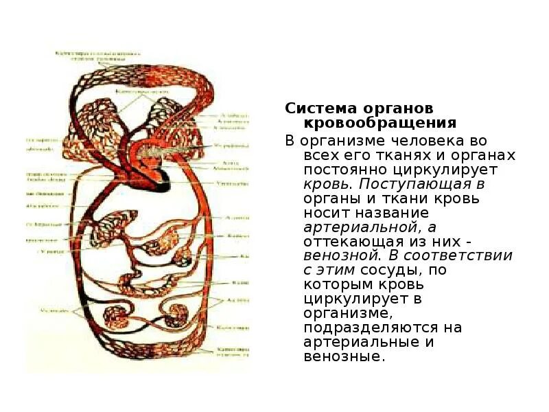Сердце орган кровообращения. Кровеносная система круги кровообращения. Органы кровообращения схема. Все органы кровообращения. Органы кровообращения 3 класс.