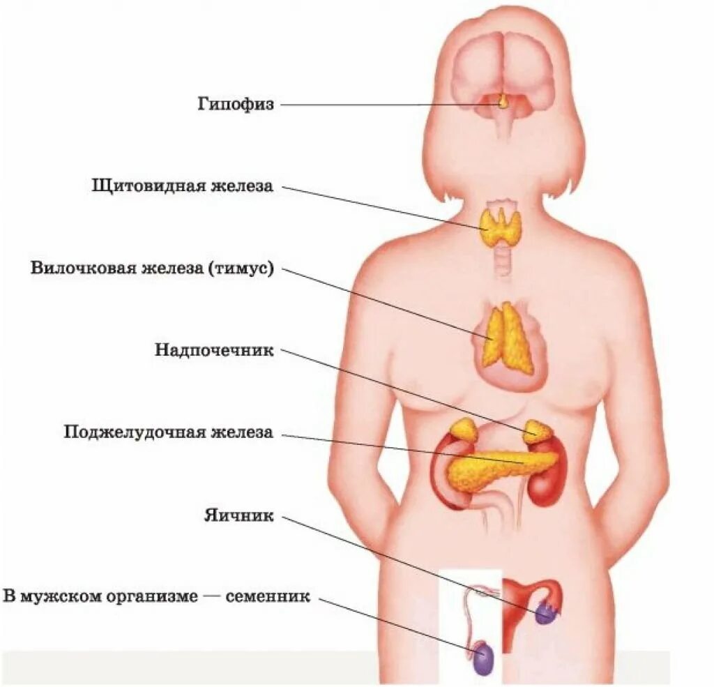 Гуморальная регуляция желез внутренней секреции. Гормональные железы эндокринная система. Эндокринная система человека схема. Эндокринные железы схема.