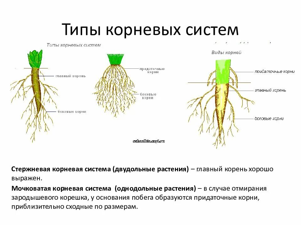 Какие ткани есть в корне растения. Стержневая и мочковатая система корня. Мочковатая корневая система это в биологии 6 класс. Типы корневых систем. Стержневая система корня у двудольных.