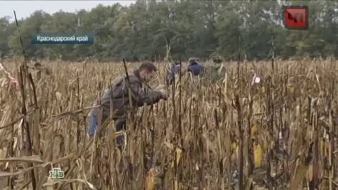 Женщину застрелили на кукурузном поле