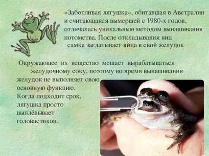 Определить лягушку