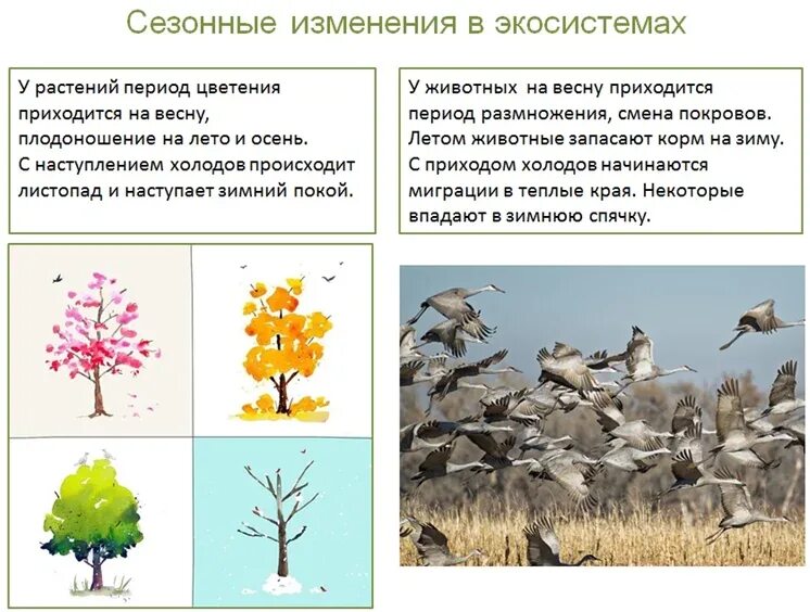 Изменения в растительном сообществе. Сезонные изменения растений. сезонные изменения растений в природе. сезонные изменения растений и животных. изменение экосистемы.