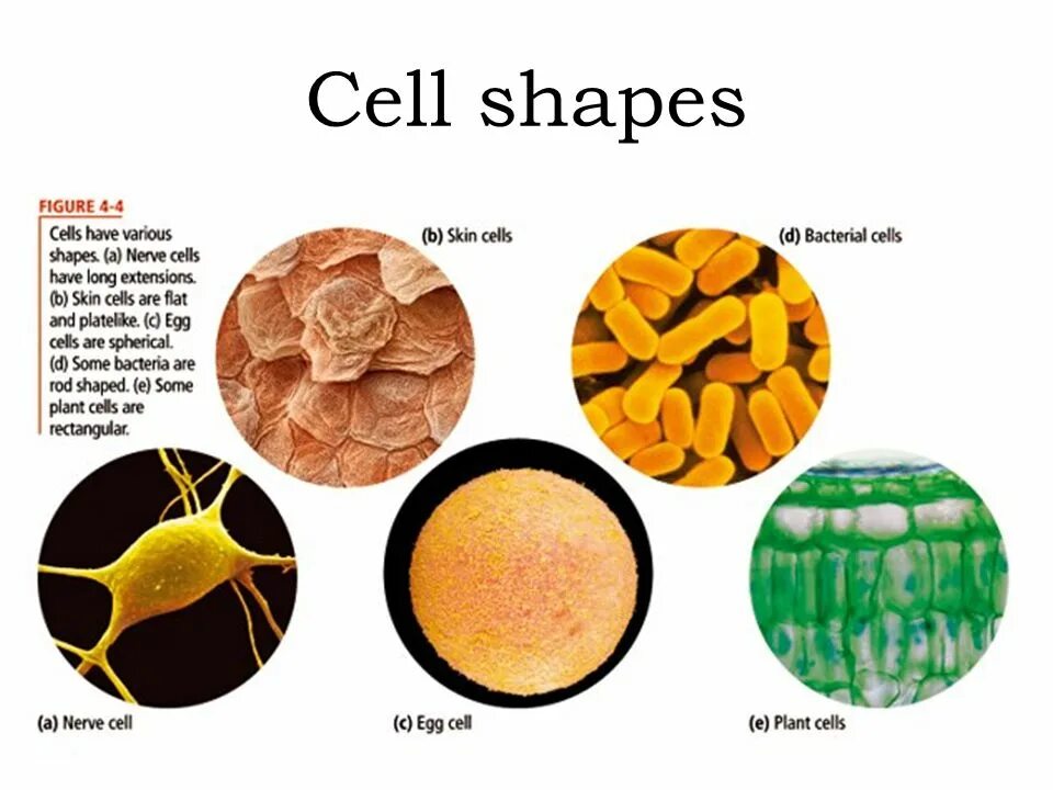 Клетка Shape. Cell diversity. Bacterial Cells Shape. Shapes of Human Cell. Each cell