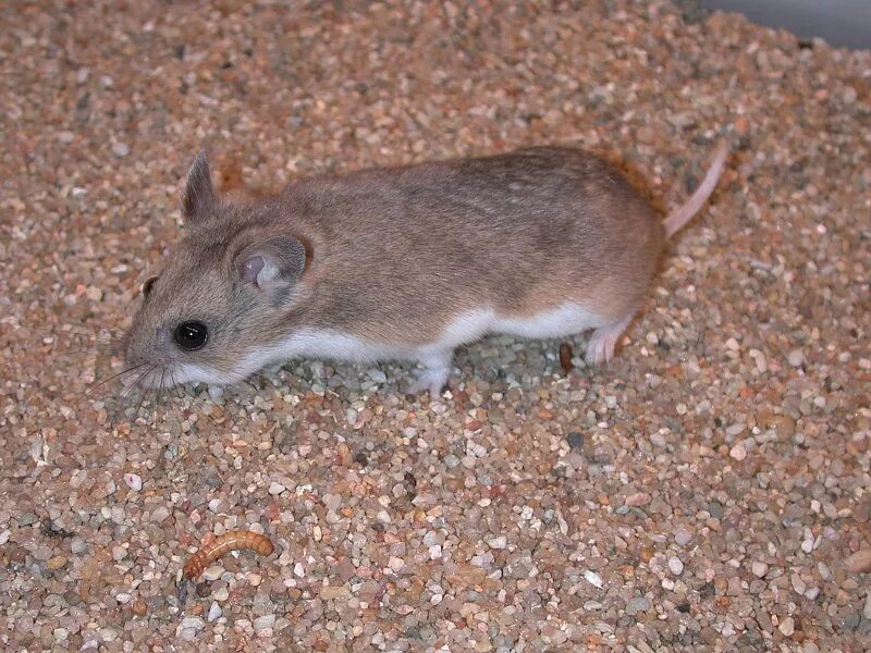 мышь с коротким хвостом. полевая мышь обыкновенная полевка. мышь полевка с длинным хвостом. мышь с коротким хвостом. мышь с коротким хвостом.
