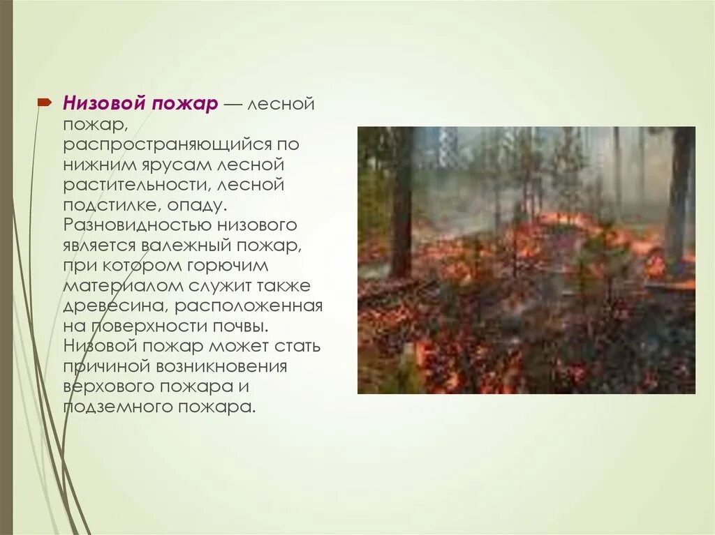 Что происходит при низовых лесных