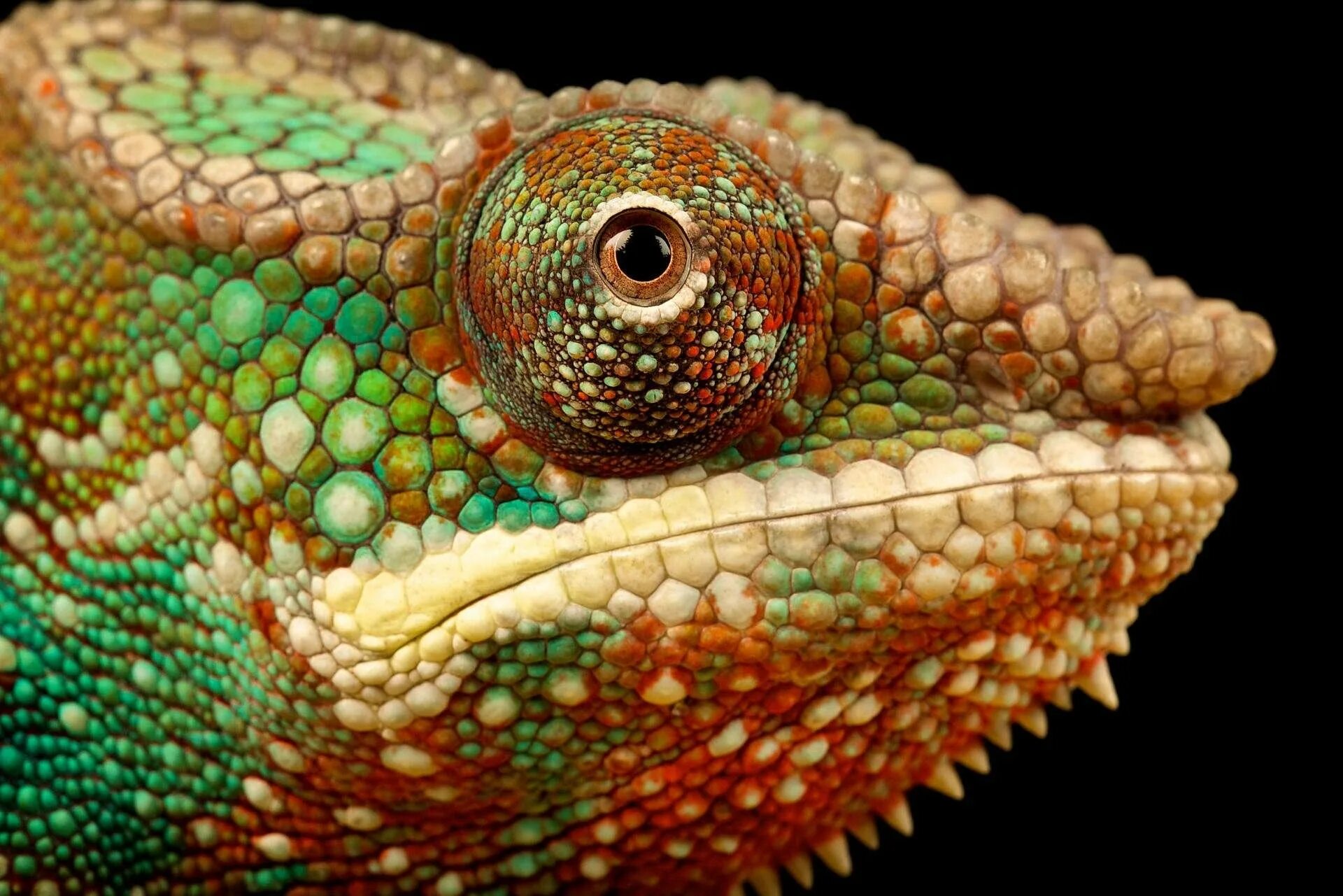 Глаза хамелеоны у человека. Рептилии хамелеон Пучеглазый. Глаза хамелеон. Красивые глаза хамелеон. Глаз ящерицы.