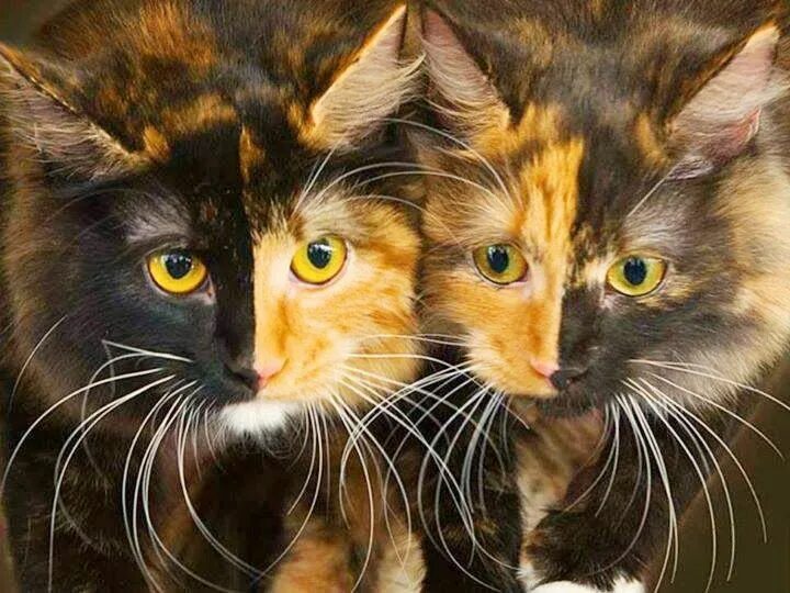 Серые белые черные и рыжие. Рыжий котик. Кошки маленькие милые. Черно серый котенок. Три котенка белый черный рыжий.