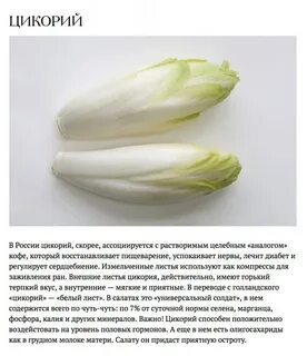 Цикорий листовой