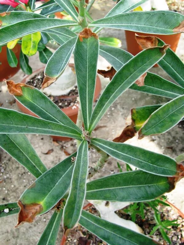 адениум листочки