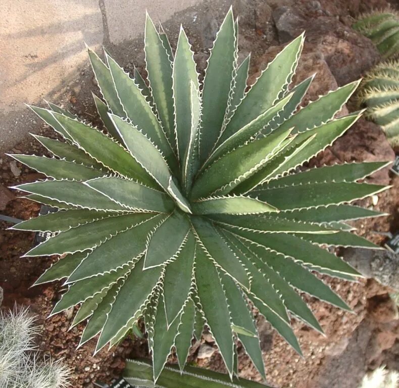 Агава цветок. Агава благородная. Agave filifera. Агава алоэвидная. Агава екатеринбург сайт