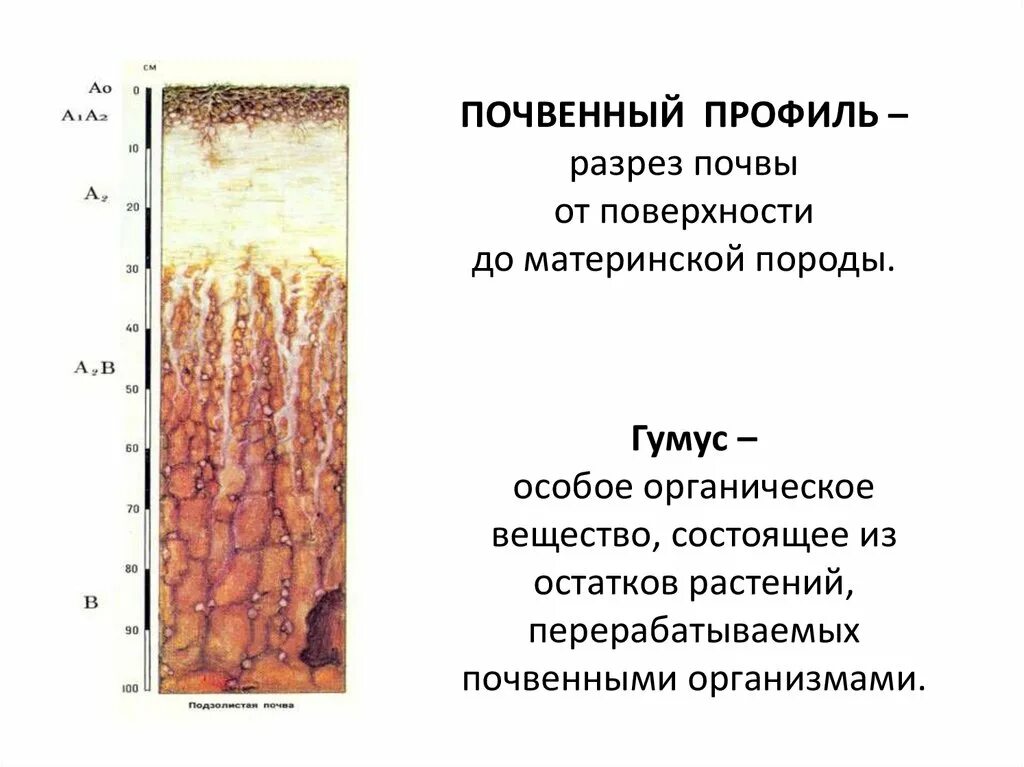 Строение почвы почвенные горизонты. Гумусовый почвенный горизонт почвы. Плитчатая структура почвы. Почвенный профиль 3 слоя. Строение почвы почвенный профиль.