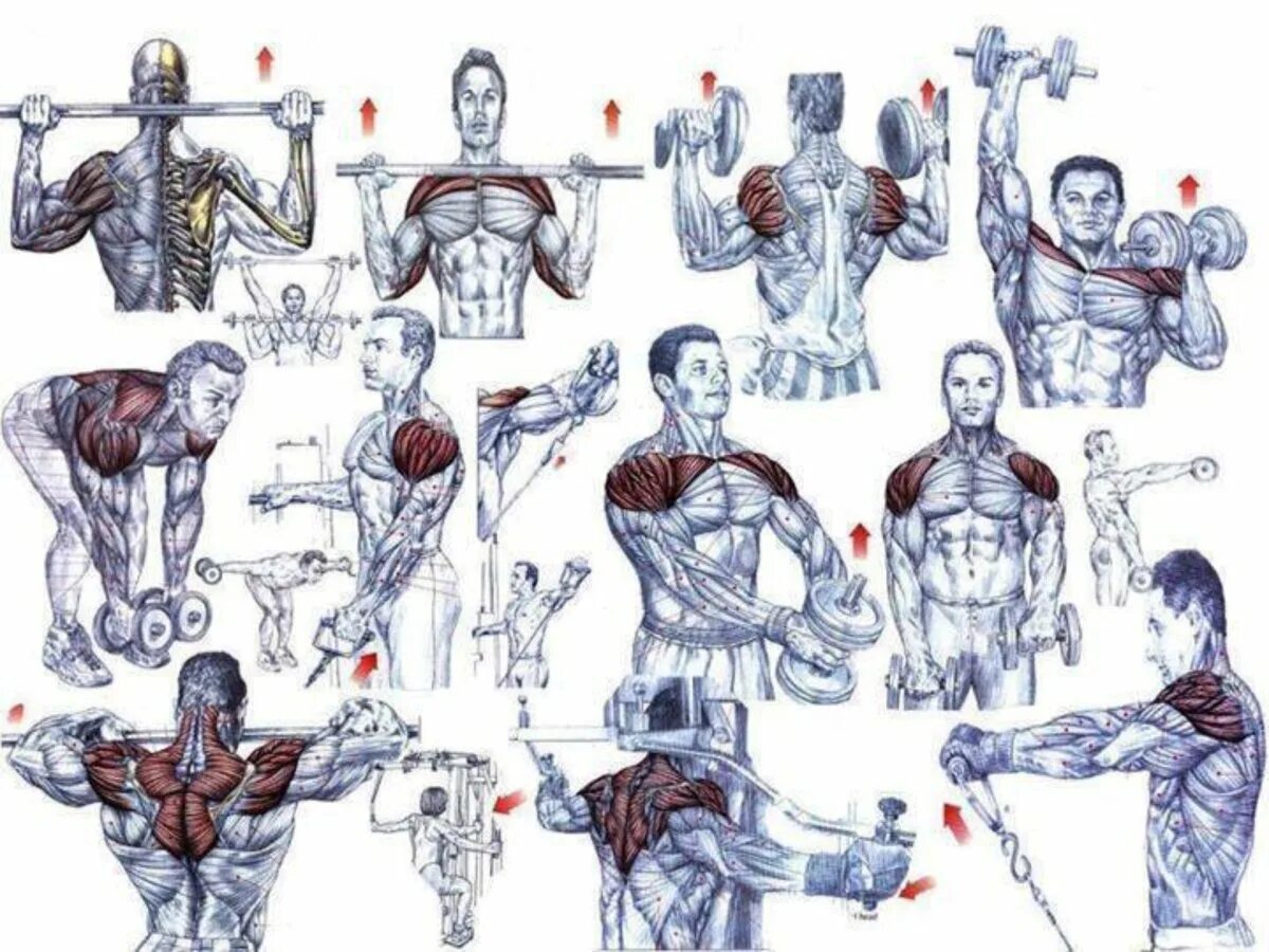 Упражнения для дельтовидных мышц в тренажерном зале для мужчин. Упражнения на дельтовидные мышцы с гантелями. Базовые упражнения на дельтовидные мышцы. Упражнения для накачивания плечевых мышц.