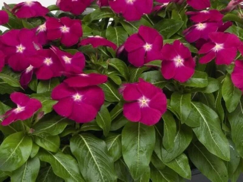 Катарантус розовый (Vinca rosea)