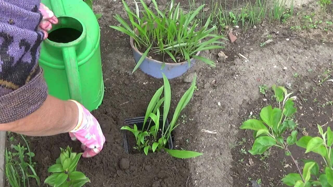 Полили ли лилии. Полив лилии. удобрение для лилий. подкормить лилии весной. полив лилий летом в открытом грунте.