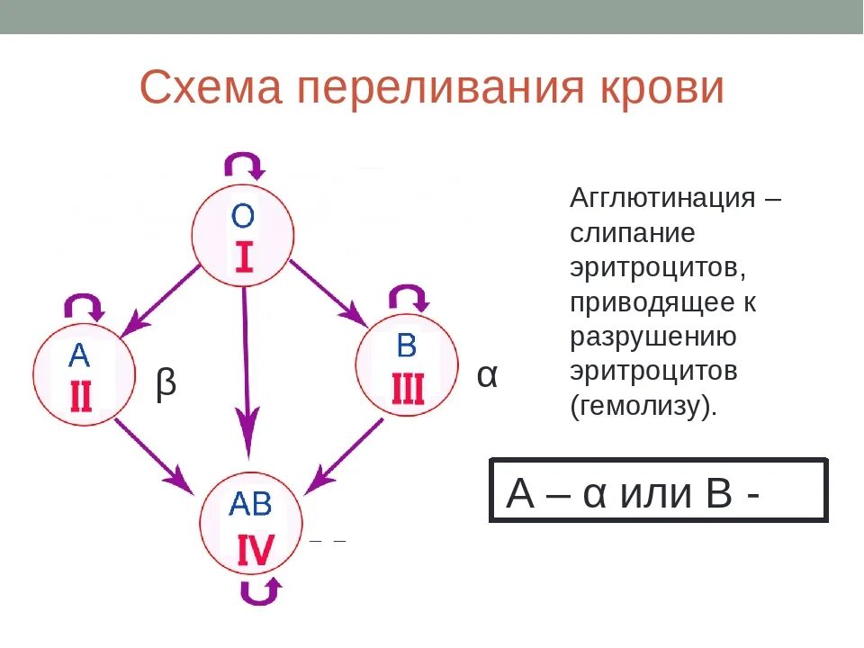 Схема переливания групп крови. Схема допустимого переливания крови. Переливание групп крови схема и резус-фактор. Схема совместимости групп крови биология 8 класс. Схема совместимости крови