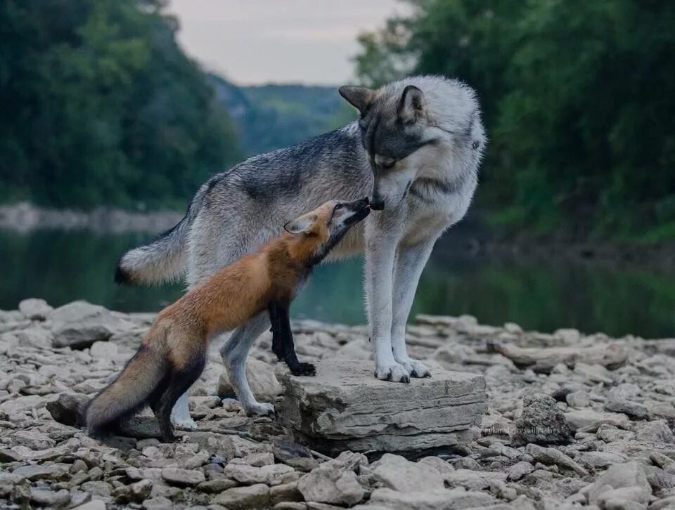 Seduce a fox