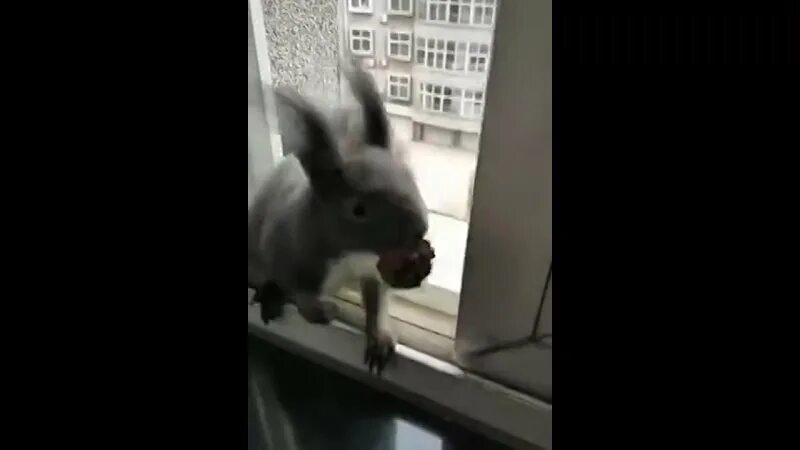 В понедельник белочка принесла 2 ореха. В понедельник белочка принесла 2 ореха