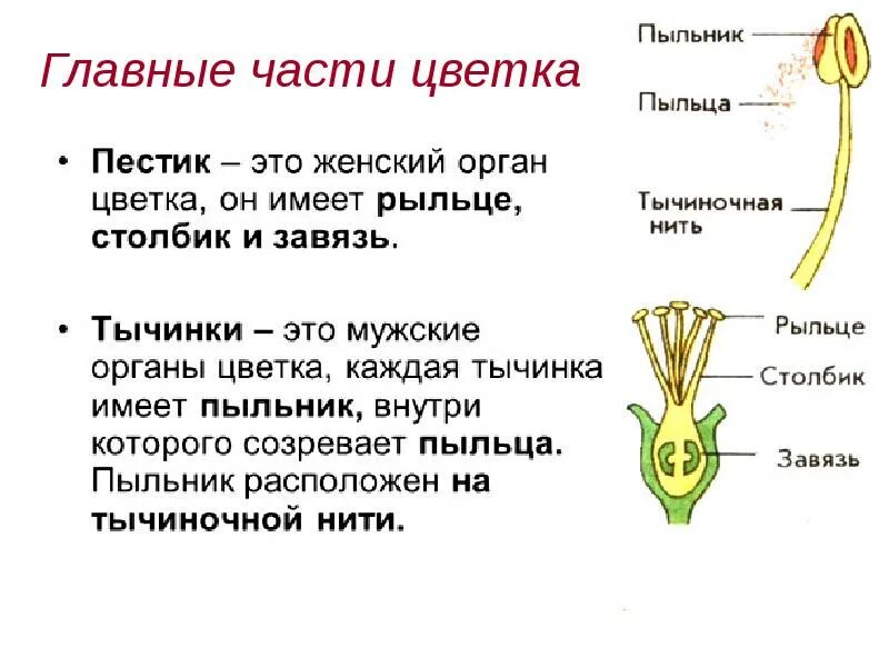 Две главные части цветка. Половые части цветка. Части цветка главные части. Мужские и женские части цветка. Части цветка участвующие в половом размножении.