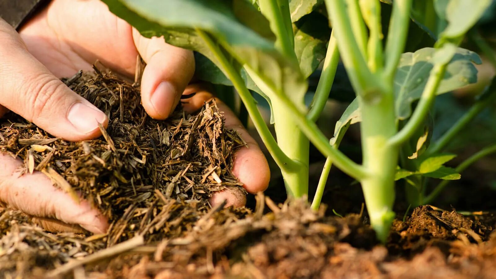 Удобрение для урожайности. Удобрение органическое. Organic Fertilizer. Органические удобрения фото. Удобрение органические удобрения.