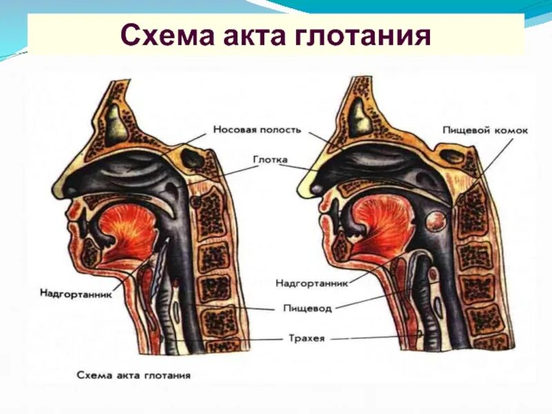 Воздух из гортани попадает в. Схема акта глотания. Процесс глотания у человека. Акт глотания анатомия. Глотание физиология.