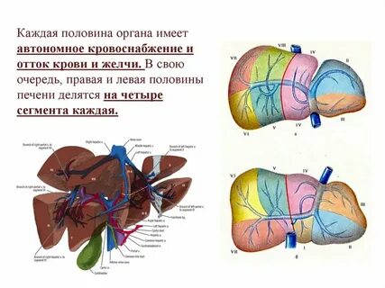 Доли печени схема