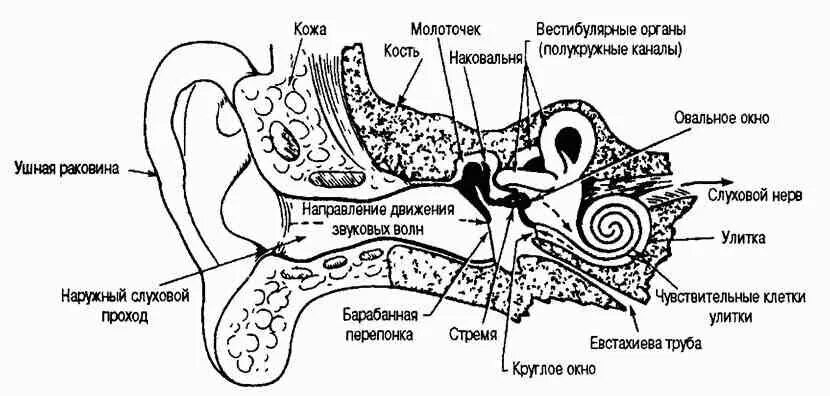 Схема строения органа слуха. Схема строения органа слуха и равновесия. Орган слуха и равновесия схема. Орган слуха схема. Орган слуха и вестибулярный аппарат