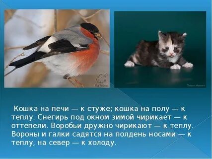 Поговорка воробей и на кошку