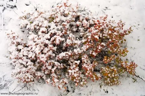 Арктический кустарник