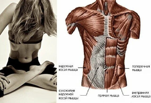 Прямая мышца живота у женщин. Наули анатомия. Мышцы живота. Поперечная мышца живота упражнения. Напряженные мышцы живота.