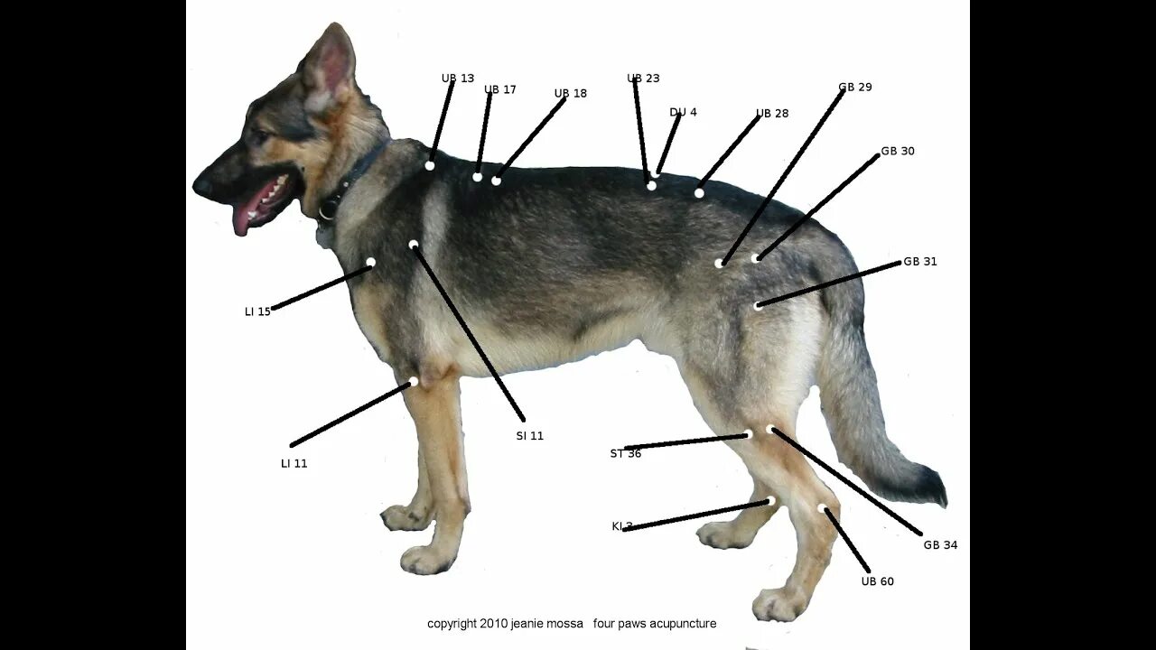Место собаки 6. Акупунктурные точки у собак. Акупунктура собак атлас. Точки акупунктуры у собак. Уязвимые места собаки.