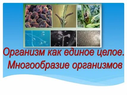 Презентация организм единое целое 5 класс