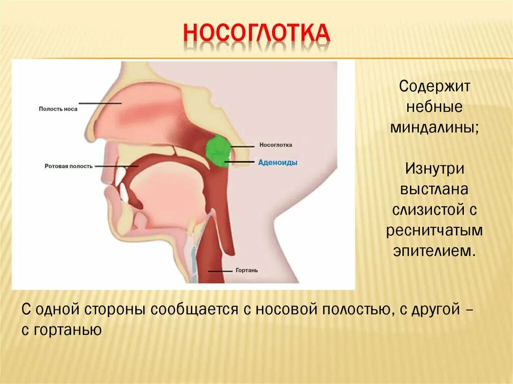 Носовой проход отделен от ротовой полости твердым. Глоточная миндалина аденоиды. Анатомия ЛОР органов аденоиды. Строение носоглотки аденоиды. Строение гортани миндалины.