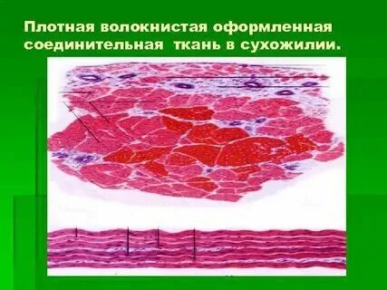 Плотный вид ткани 6