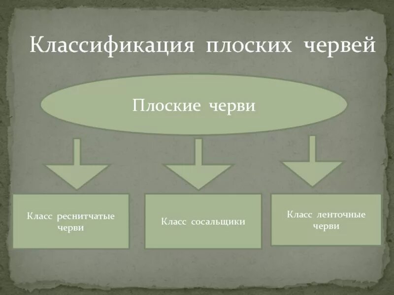 Группа черви признаки группы. Тип плоские черви классификация. Классификация типа плоских червей. Классификация плоских червей 7 класс биология. Классификация плоские черви биология 7 класс.