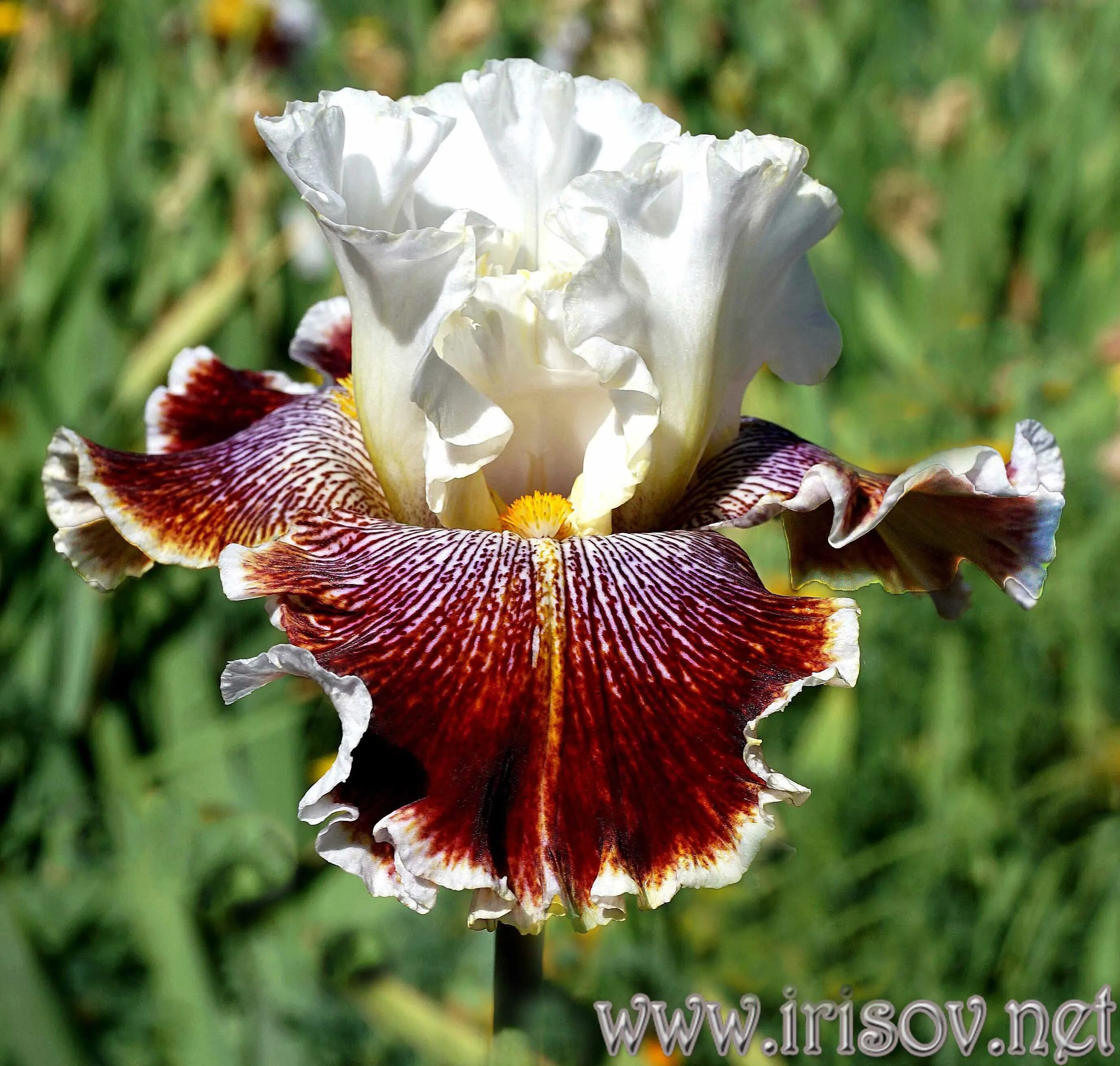 набор хуторянка ирисы бородатые ворошилова. ирис бородатый луиза сонг. ирис lady bratislava. ирис burgermeister. ирис оцелот.