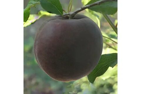 Сорт абрикоса черный