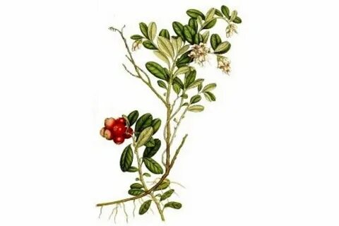 Брусника обыкновенная сырье