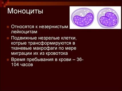 Способны к фагоцитозу эритроциты или лейкоциты