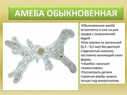 Амеба какой класс