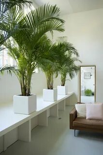Palm room