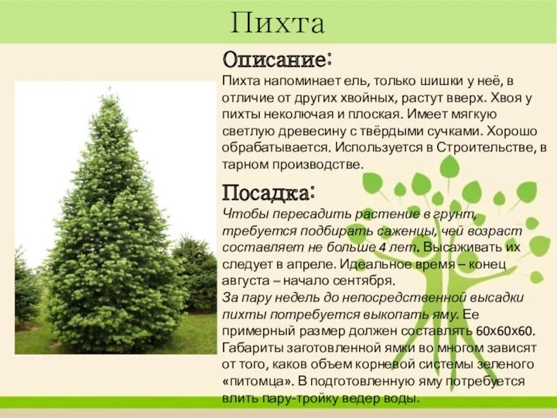 Сколько лет живет пихта. Пихта обыкновенная описание. пихта описание дерева. пихта характеристика. сообщение о пихте.
