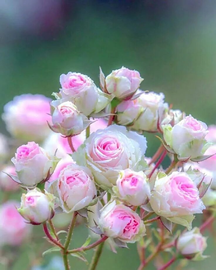 Открытки розы красивые с добрым утром. Нежные розы. Самые нежные цветы. Пожелания нежности. Открытки с добрым утром цветы.