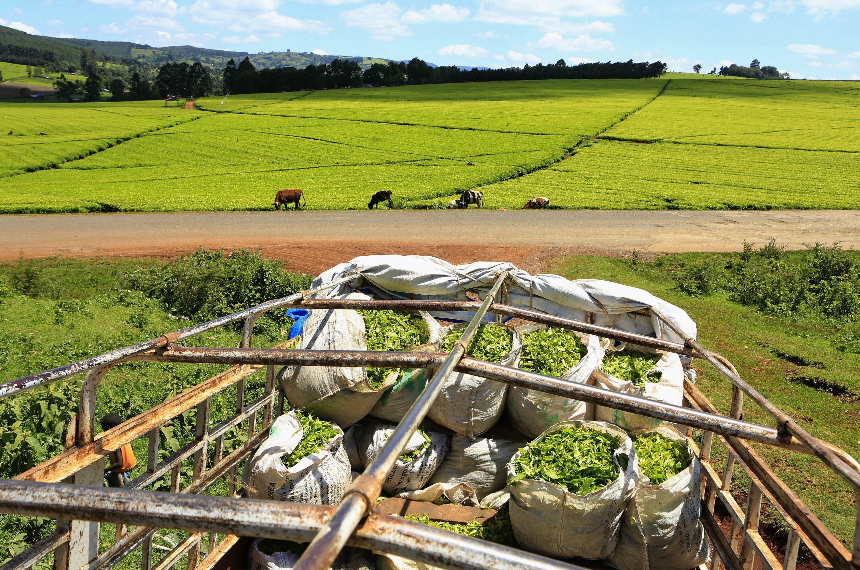 Кения плантации чая. Кения сельское хозяйство. Кофейные плантации в Кении. Промышленность Кении.
