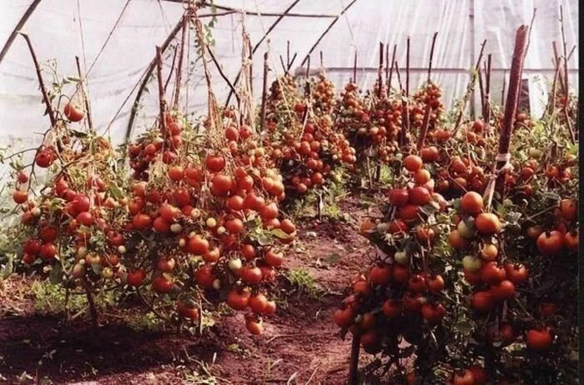 Сколько растут томаты. Карликовые помидоры черри. Томат Тейлор. Помидоры черри в теплице. Томат тепличный крупноплодный.
