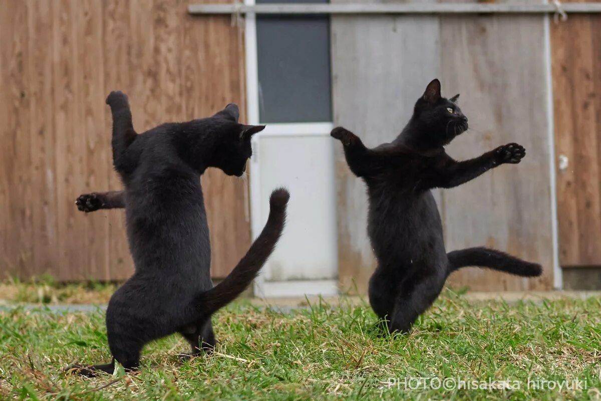 Где котики танцуют. Танцующий кот. Танцующие кошки. Котенок танцует. Кошка пляшет.