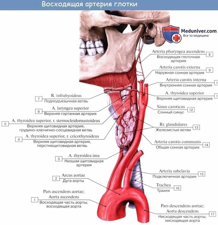 Pin by Messi Lionel on Human Anatomy Head, neck, Blood vessels anatomy, Carotid 