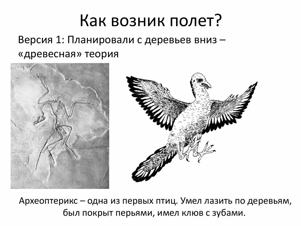 Эволюция полета птиц. Перелеты птиц презентация. виды полета птиц. перестройка археоптерикса в птицу. птица в полете.