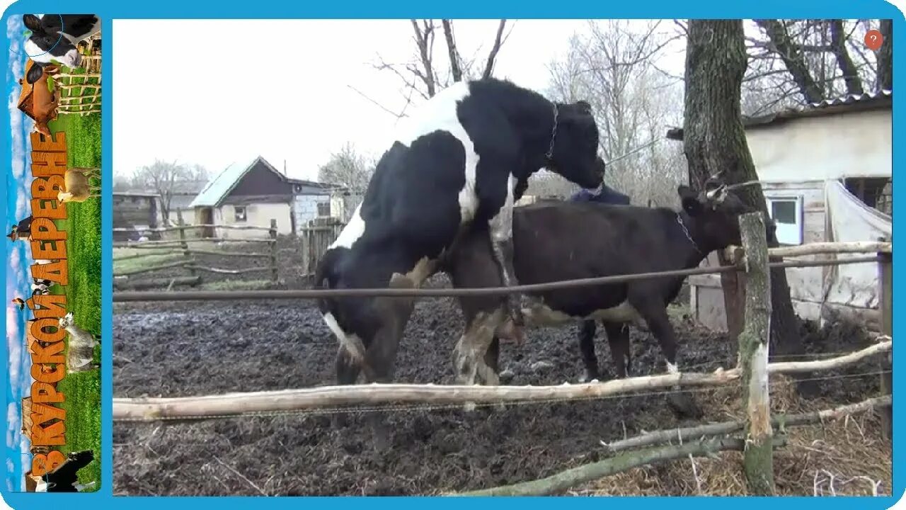 Спаривание крупного рогатого скота. Естественное спаривание КРС. Естественное осеменение коров.